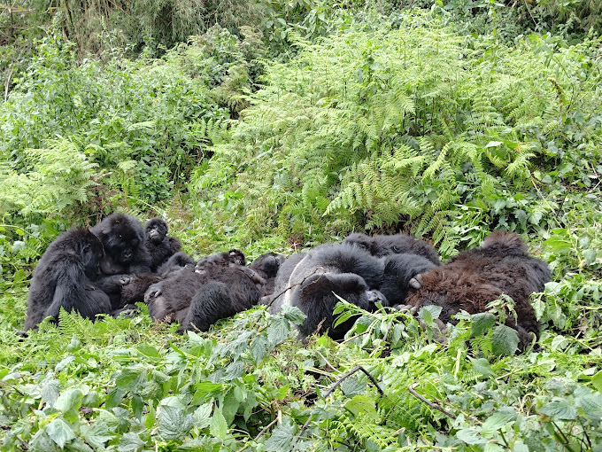 1 day mikumi-national-park